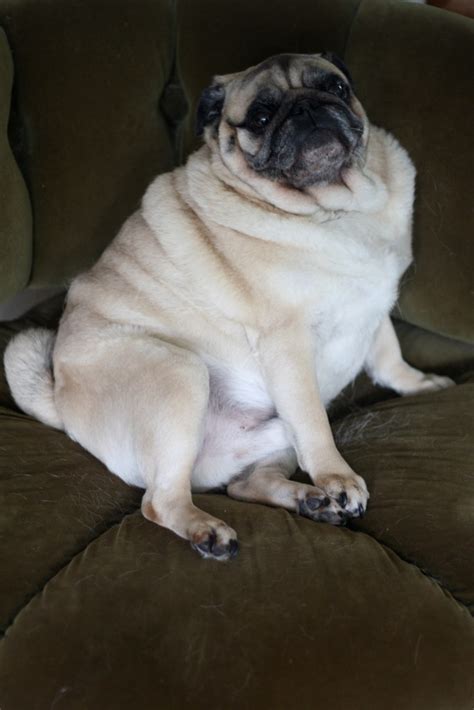 fat pug missmallory flickr