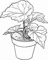 Colorear Begonia Pflanze Seres Flor Vivos Planta Blaettern Grossen Piante Ciencias Padres Naturales Ausmalbild Malvorlage Imagui Infantiles sketch template