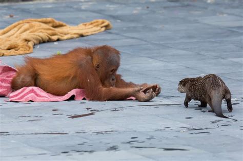 zoo shares adorable pictures  orangutans playing   otter friends