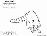 Coati Coloring Resources Educational Sheet sketch template