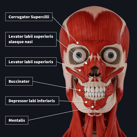 muscles  facial expression tmj oral cavity salivary glands
