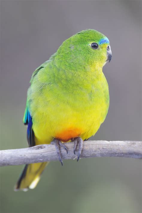 lovely orange bellied parrot  biological science picture directory