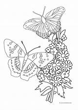 Butterfly Coloring Butterflies Pages Flowers Roses Flower Drawing Forget Color Bouquet Children Printable Mandala Sheet Two Skull Getdrawings Nectar Outline sketch template