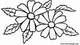 Flower Coloring Pages Jasmine Printable Color sketch template