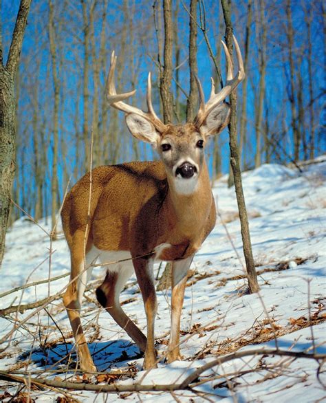 deer characteristics species types family facts britannica