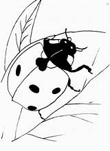 Ladybug Coloring Pages Color Print Line Lady Drawing Printable Drawings Life Bugs Ladybugs Book Ladybird Cycle Bug Bookmark Draw Animals sketch template