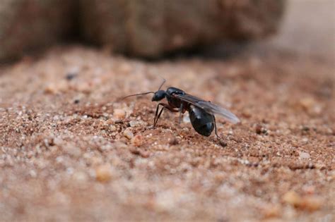 drone ants eat drone hd wallpaper regimageorg