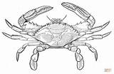 Crab Blue Coloring Pages Drawing Printable Clipart Atlantic Supercoloring Crabs Painting Animals Sketch Color Original Tattoo Drawings Template sketch template