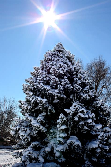 snow covered pine tree  winter sun picture  photograph