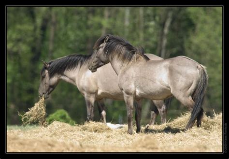 tarpan images  pinterest wild horses wild mustangs