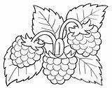 Himbeere Colorear Berries Ausmalen Himbeeren Frucht Fruteros Verduras Bordar Preescolar Servilletas Repujado Navidad sketch template