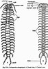 Résultat d’image pour Scolopendre Anatomie. Taille: 70 x 100. Source: www.notesonzoology.com