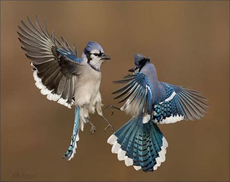 images   love blue jays  pinterest