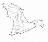 Bat Coloring Pages Flying Drawing Printable Kids Paintingvalley Bestcoloringpagesforkids sketch template