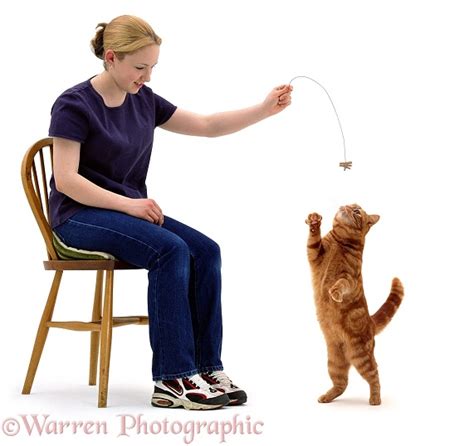 girl dangling  toy   ginger cat photo wp