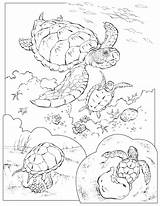 Turtles Geographic Loggerhead Enseignement Coloriage Didattica Coloringhome Disegno Neocoloring Gifgratis sketch template