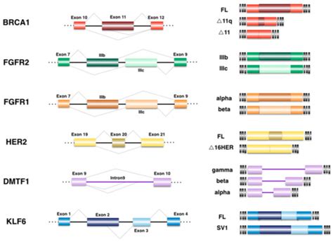 genes free full text alternative splicing in breast cancer and the