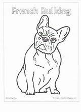 Puppy Frenchie Smalldogplace Adults Designlooter sketch template