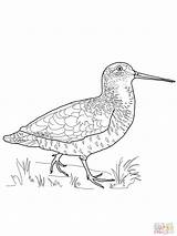Coloring Sandpiper Bird Pages Drawing Nature Designlooter Artwork Choose Board Getdrawings Study Science 33kb 314px sketch template