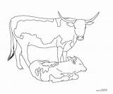 Cow Coloring Pages Longhorn Calf Texas Cattle Color Printable Longhorns Angus Cows Drawing Realistic Getdrawings Colorings Print Draw Line Brangus sketch template
