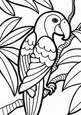 Parrot Loros Coloriage Peroquet sketch template