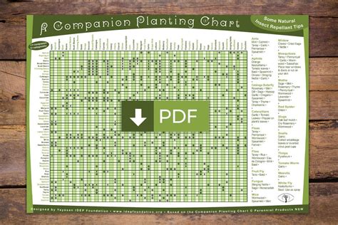 companion planting guide  permaculture research institute