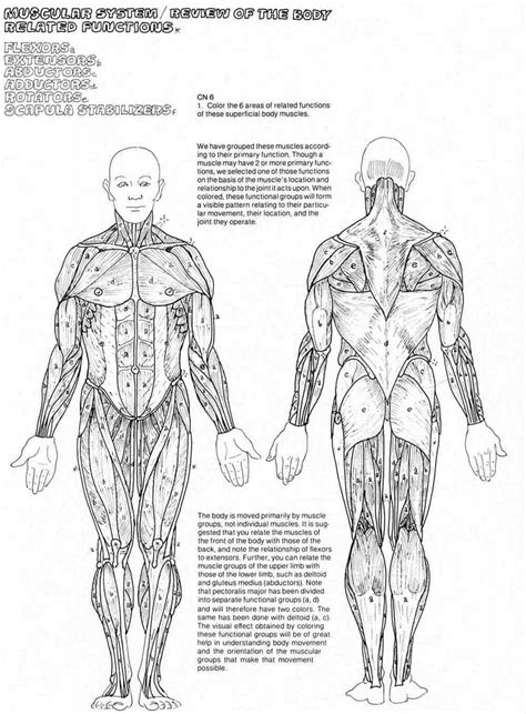 muscles coloring worksheets