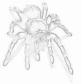 Tarantula Coloring Giant Spider Pages Sheet sketch template