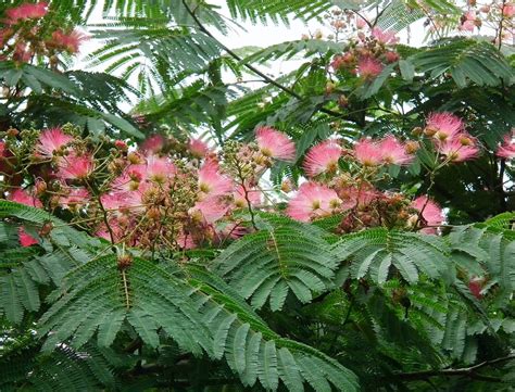 albizia julibrissin rosea pb springvale garden centre
