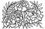 Marigold Drawing Tegninger Marigolds Morgenfrue Supercoloring Drawings Blomster Floral Kategorier Colouring sketch template