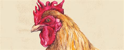 blog usda chickens    applegate