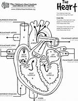 Coloring Human Pages Body Organs Getcolorings Anatomy sketch template