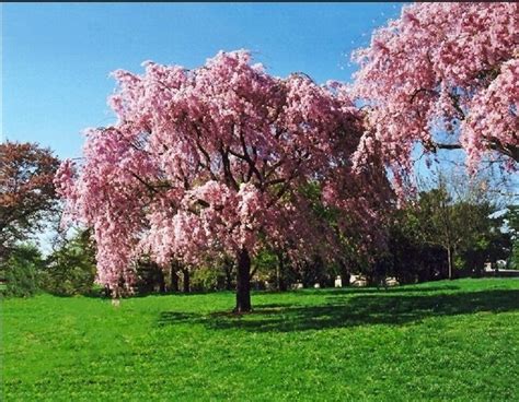 Fresh Seeds 5 Pink Willow Seeds Tree Weeping Flower Giant