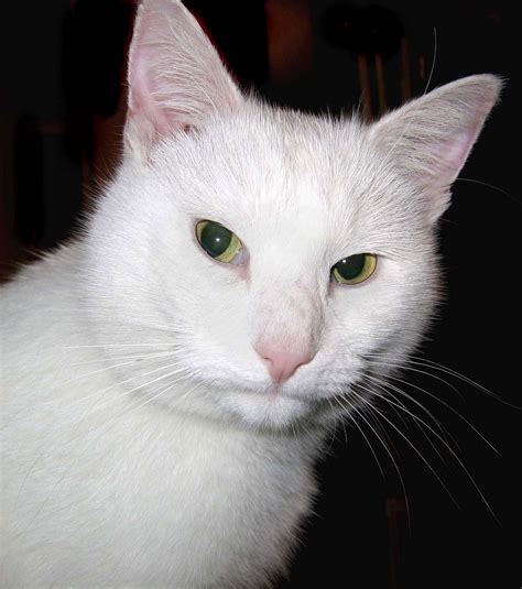 white cat  stock photo public domain pictures
