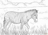 Kolorowanka Kolorowanki Supercoloring Druku Zebras Tiere Burchell Passeando Burchells Giraffe Biało Malvorlagen Czarne Plains sketch template