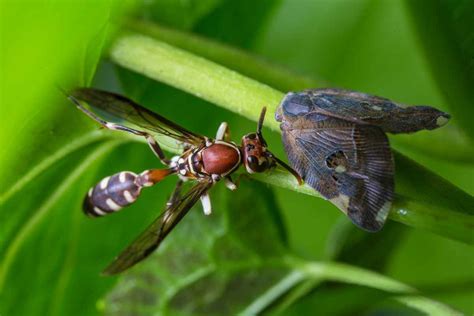 entomology sknau  notes  agrigyanin