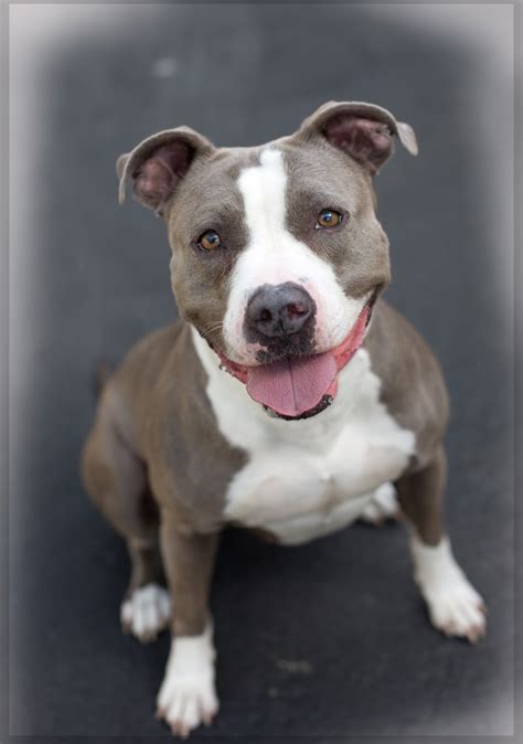 shelter dogs  portland chickadee sociable greywhite pitbull