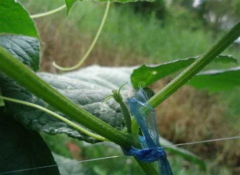 long cucumber cultivation development and growth stock image image