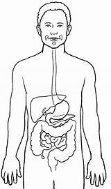 Digestive System Coloring Human Diagram Color Label Colors Worksheets sketch template