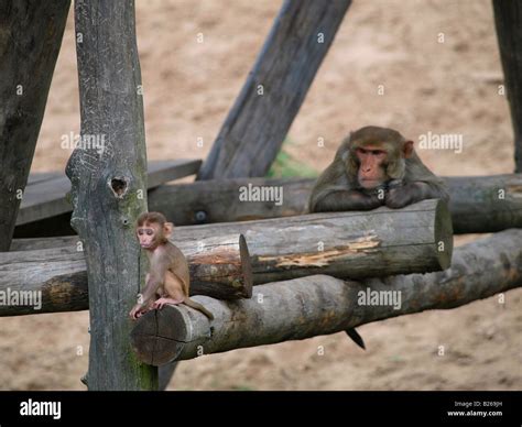 cute baby monkey   mother   beekse bergen zoo  hilvarenbeek  netherlands