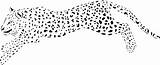 Cheetah Leopardos Insertion sketch template