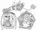 Cell Diagram Coloring Structure Structures Biology Glycolysis Plant Sheets Template Choose Board sketch template