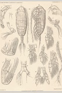 Afbeeldingsresultaten voor "euaugaptilus Squamatus". Grootte: 124 x 185. Bron: www.marinespecies.org