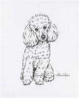 Poodle Drawing Dog Poodles Toy Drawings Sketch Sketches Etsy Cartoon Charcoal Tattoo Original Perro Pencil Paintingvalley Draw Miniature French Cartoons sketch template