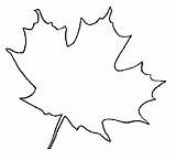 Coloring Maple Leaf Pages Leaves Broad Color Colouring sketch template