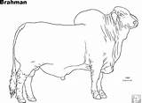 Brahman Toro Cow Brahma Printablecolouringpages sketch template