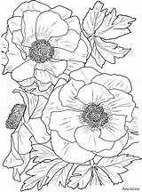 Coloring Flower Dover Pages Book Flowers Adult Haven Publications Visit Sample Creative Books Colouring Color sketch template