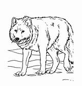 Wolf Coloring Pages Kids Printable Animal sketch template