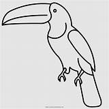 Toco Toucan Ausmalbild Fauna Beak Anyrgb sketch template