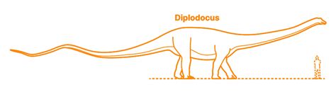 dinosaurs dinosauria dimensions drawings dimensionscom